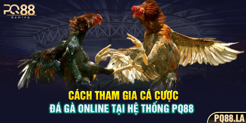 Cách tham gia cá cược đá gà online tại hệ thống PQ88