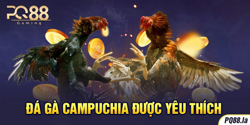 Đá gà Campuchia được yêu thích