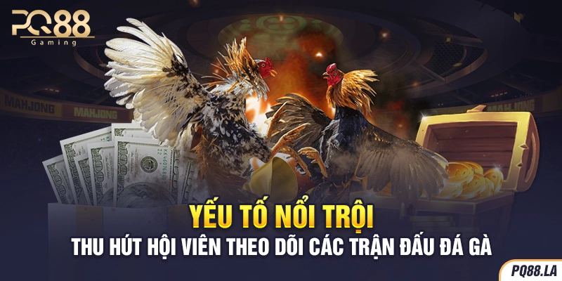 Yếu tố nổi trội thu hút hội viên theo dõi các trận đấu đá gà