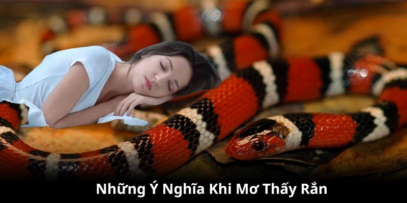 Ý nghĩa của giấc mơ thấy rắn